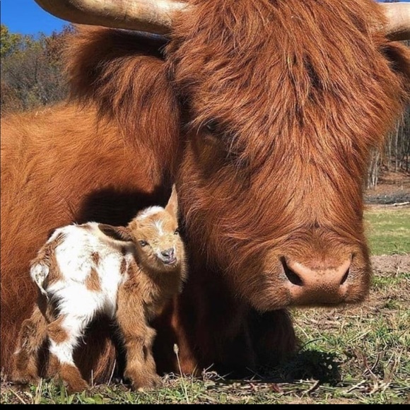 Profile Picture of Bomi Kim (@bomikim) on Poshmark