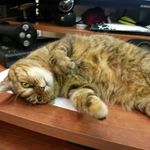 Profile Picture of David Dunwoody (@david_1138) on Instagram