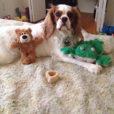 Profile Picture of Charles McNally (@McNallyCharles) on Twitter