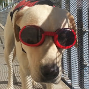 Profile Picture of Todd Rohm (@HawaiianPilyo) on Youtube