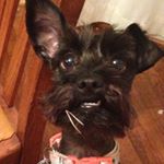 Profile Picture of Chad Simon (@chadsimon33) on Instagram