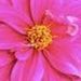 Profile Picture of lori haring (@loriharing3) on Pinterest