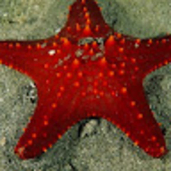 Profile Picture of Danitza Z (@danitzazavala5) on Poshmark