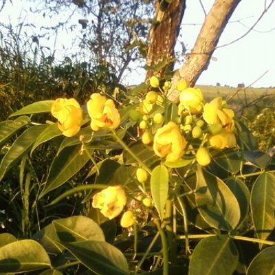 Profile Picture of Bryan D'Score (@BryanDMan) on Twitter