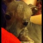 Profile Picture of Amy Deanna Cain (@_jasperandfriends) on Instagram