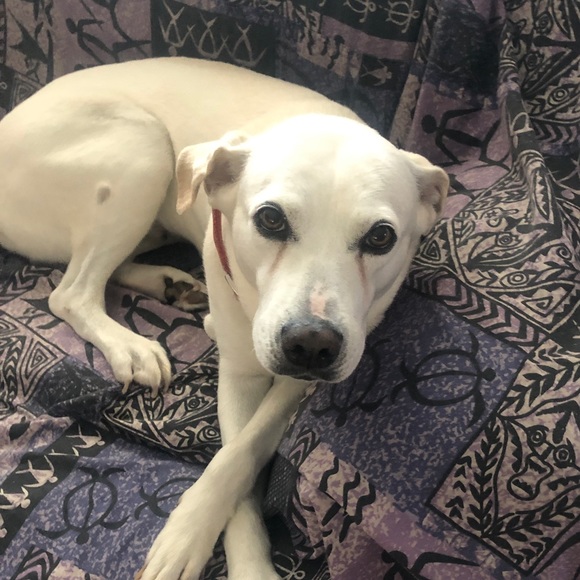 Joydean Kaneshiro - Poshmark Profile Picture of Joydean Kaneshiro (@joydeank) on Poshmark