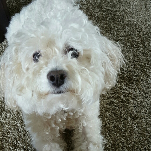 Profile Picture of Audrey Maynard (@audder12) on Poshmark