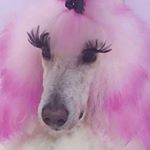 Profile Picture of Alice Neale (@ghostiesxx) on Instagram