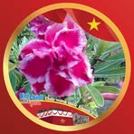 Profile Picture of Tran Thi Bichle (@tranthi.bichle) on Facebook