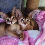 Profile Picture of Мария Березовская (@cattery_marycat_bengal_aby) on Instagram