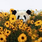 Profile Picture of Rose Lowder (@rose.lowder.2025) on Facebook