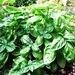 Profile Picture of Basil Ford (@basilford) on Pinterest