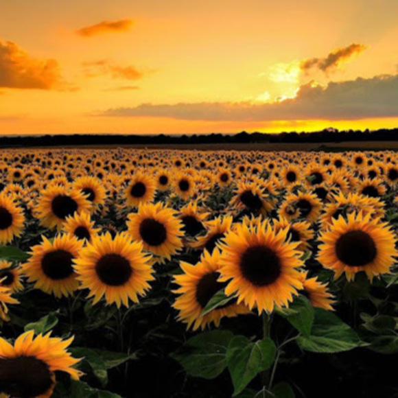 Profile Picture of Sophia Wagner (@sophiawagner623) on Poshmark