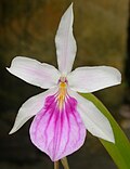 Profile Picture of Miltonia - Wikipediaon Wikipedia