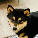Profile Picture of 夏伯 (@andrew_hsia) on Instagram
