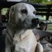 Profile Picture of Jackie Hellwig (@jachellwig) on Pinterest