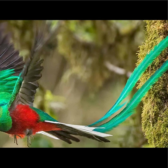 Profile Picture of Rene Orellana (@r3n3o213) on Poshmark