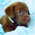 Profile Picture of Bem Estar do Seu Cachorro (@bemestardoseucachorro) on Instagram