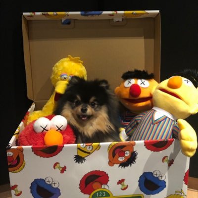 Profile Picture of ROSE LIN (@ROSE111426) on Twitter