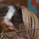 Profile Picture of Libby's paradise (@libbysparadise) on Instagram