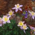 Profile Picture of Pam Fritzler (@ps6677) on Pinterest