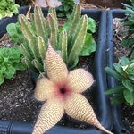 Profile Picture of Paula (@paula.yoshimura56) on Instagram