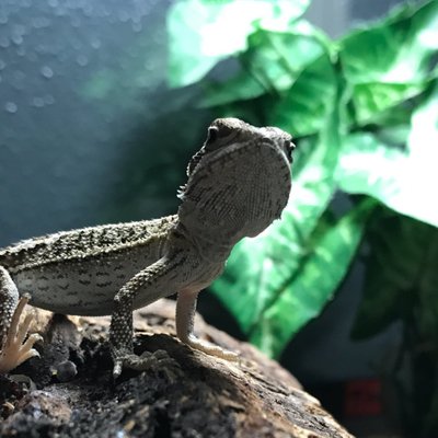 Profile Picture of Alex Hoey (@Hoey1Alex) on Twitter