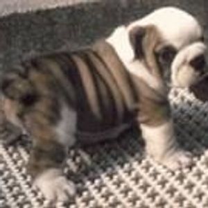 Profile Picture of Mackenzie Mack (@mackpup) on Myspace