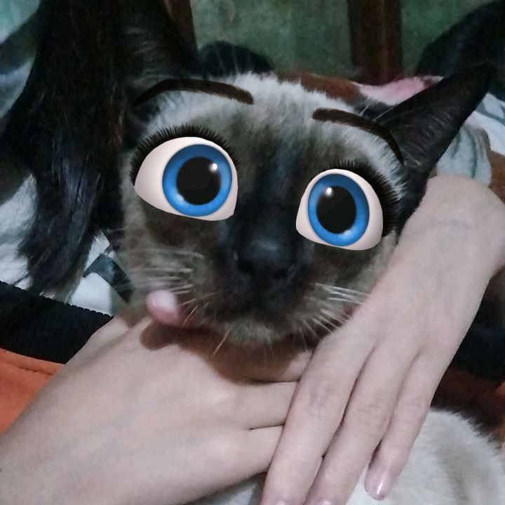 Profile Picture of ✿MeriㅤNek😾💞 (@meri.day) on Tiktok