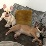 Profile Picture of Koda&Kyla French Bulldogs💚💜 (@_koda_kyla_frenchies) on Instagram