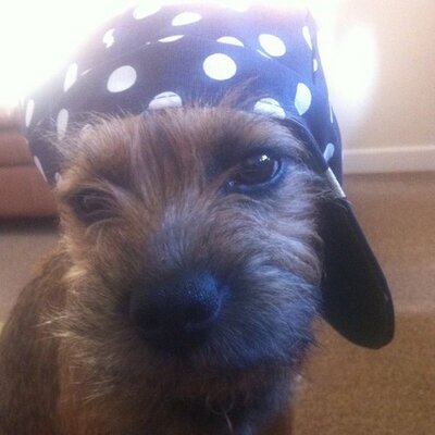 Profile Picture of Eddie Hicks (@eddietheborder) on Twitter