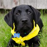 Profile Photo of Oakley (@oakley.the.labradorr) on Instagram