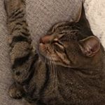 Profile Picture of Samantha (@sam_royle8) on Instagram