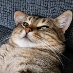 Profile Picture of 𝕁𝕠𝕤𝕖𝕡 𝕖𝕝 𝕘𝕒𝕥𝕠 (@elgatojosep) on Instagram