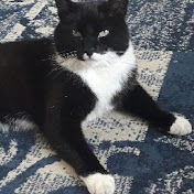 Profile Picture of Cameron McKay (@cameronmckay736) on Youtube