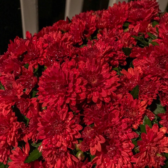 Profile Picture of Kim Lombardo (@cutensave503) on Poshmark