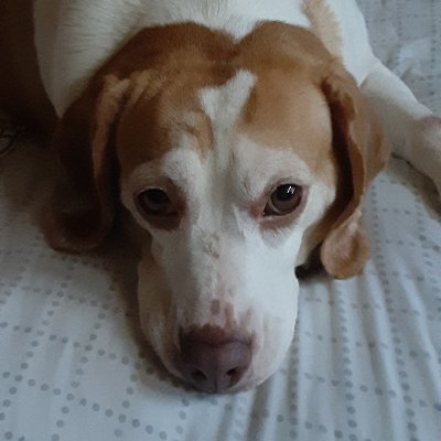 Profile Picture of Rosemary Dougherty (@roe0614) on Twitter
