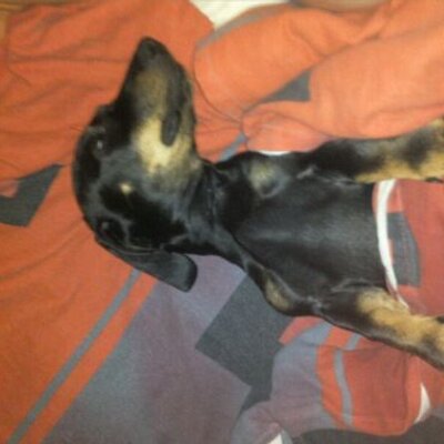 Profile Picture of Hans-joachim Becker (@privat_hans) on Twitter