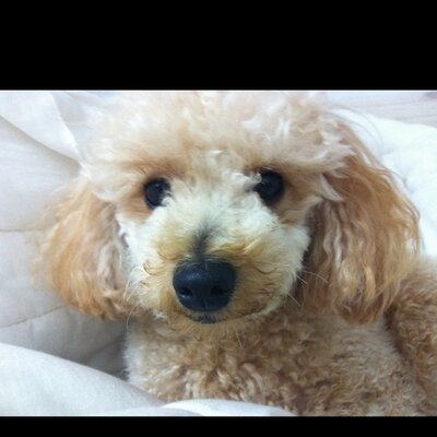 Profile Picture of Yu Jung Kim (@yujung0) on Twitter