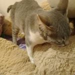 Profile Picture of Brian Nahuel Ricciardo (@brianricciardo) on Instagram