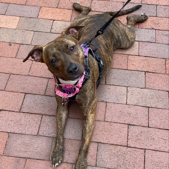 Profile Picture of B. Shastay (@bshastay) on Poshmark