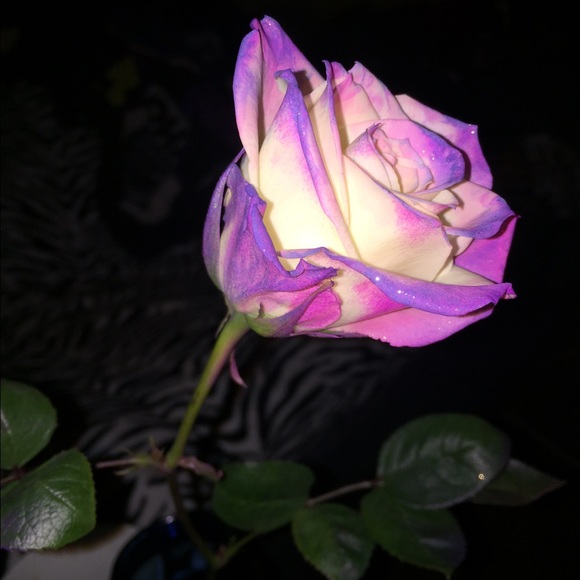 Profile Picture of Maria Emmons (@memmons23) on Poshmark