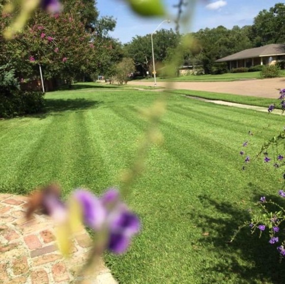 Profile Picture of Viveros lawncare Viveros (@flavioviveros) on Poshmark