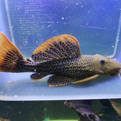 Joe Lau - Twitter Profile Picture of Joe Lau (@JoeLaus2002089) on Twitter