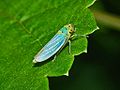 Profile Picture of Cicadellaon Wikipedia
