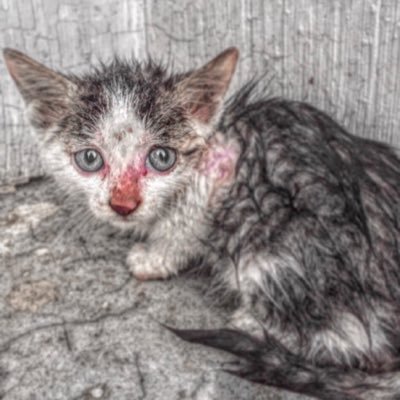 Profile Picture of Aaron Kong (@AaronKong822) on Twitter