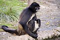 Profile Picture of White-bellied spider monkeyon Wikipedia