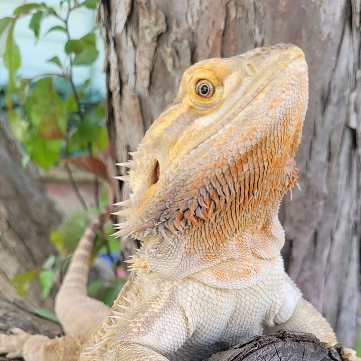 Profile Picture of Emily Andrews (@@emilysreptileworld) on Tiktok