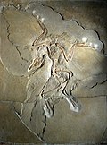 Origin of birds - Wikipedia, the free encyclopedia - Wikipedia Profile Picture of Origin of birds - Wikipedia, the free encyclopediaon Wikipedia