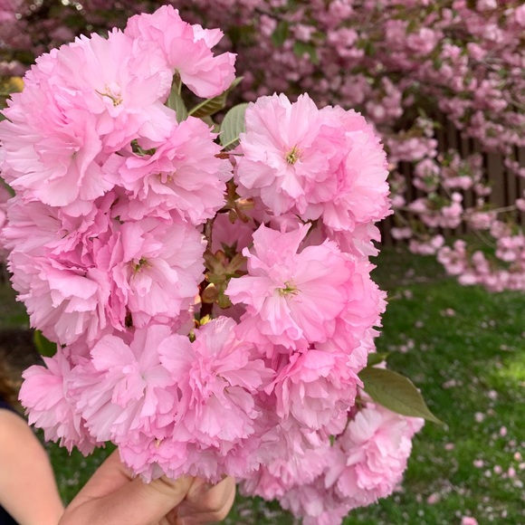 Profile Picture of Pearl Shildt (@pearlshildt) on Poshmark